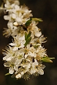 Blackthorn flower - B